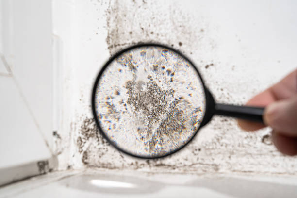 Best Residential Mold Remediation in Luck, WI